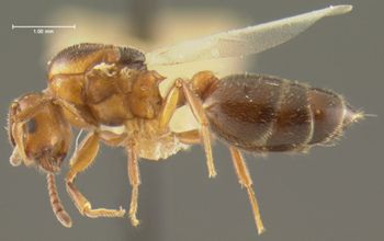Media type: image; Entomology 20825   Aspect: habitus lateral view